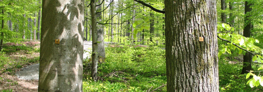 Waldfriedhof Esselbach