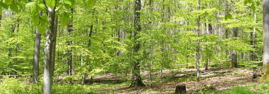 Waldfriedhof Esselbach